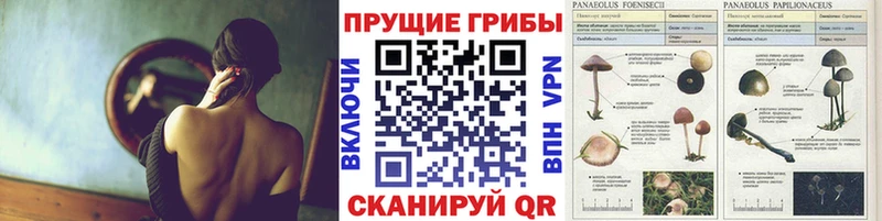 Псилоцибиновые грибы прущие грибы  Купить где  Чапаевск 